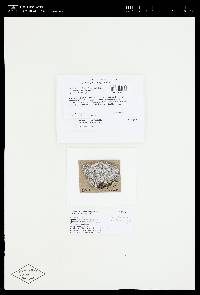 Lecanora rupicola image