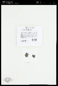 Trapeliopsis granulosa image