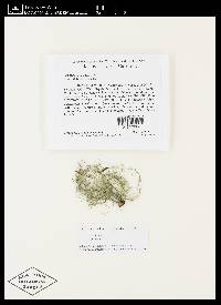 Usnea ceratina image