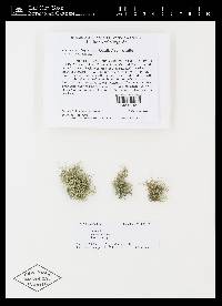 Usnea amblyoclada image