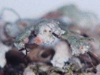Image of Ovicuculispora parmeliae
