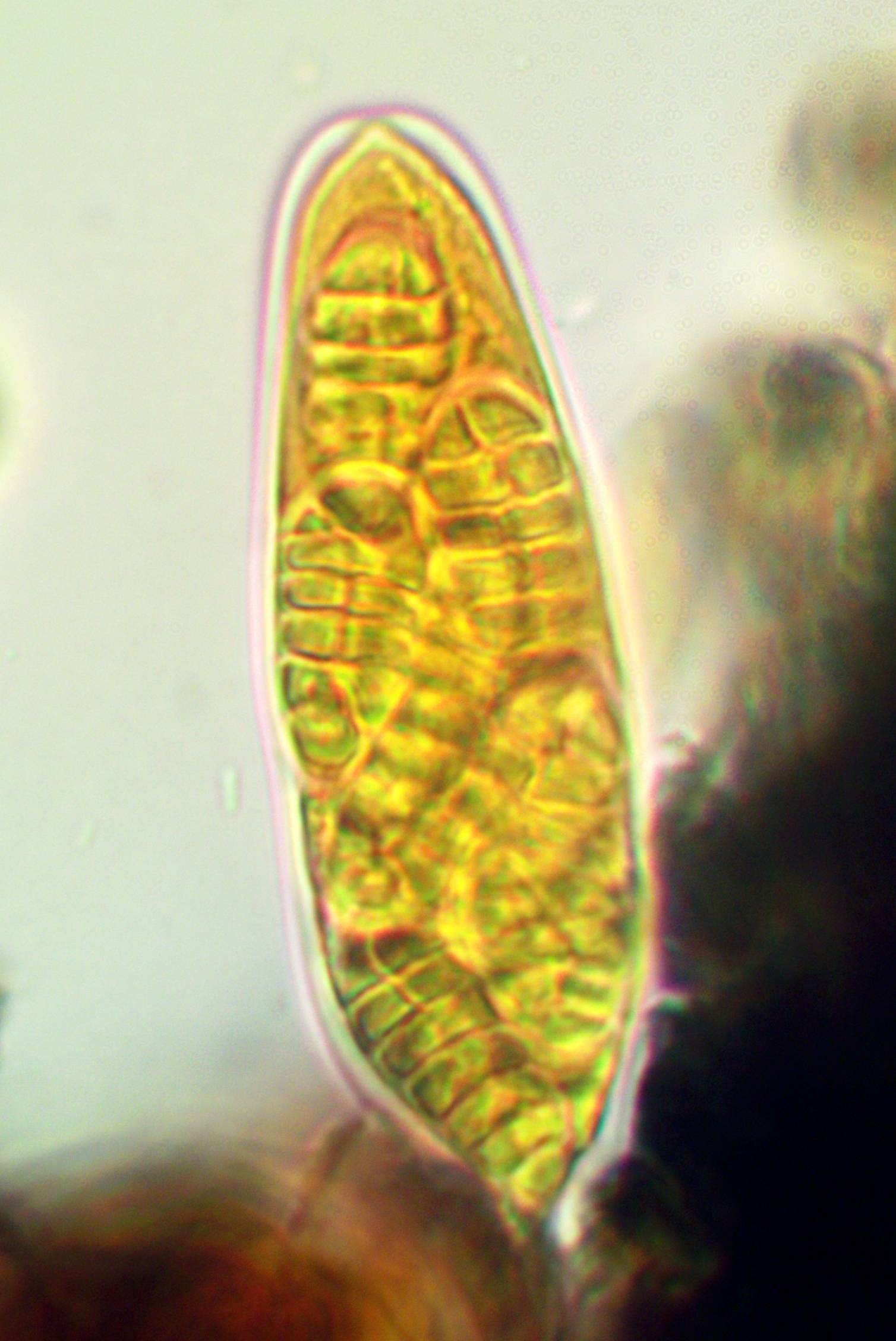 Arthothelium orbilliferum image