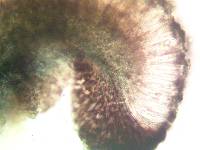 Megalaria columbiana image