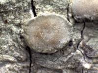 Lecanora caesiorubella subsp. merrillii image