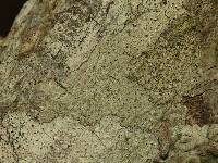 Pertusaria pustulata image