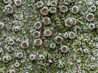 Lecanora hybocarpa image