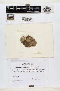 Biatora ocelliformis image
