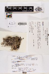 Cladonia andesita image