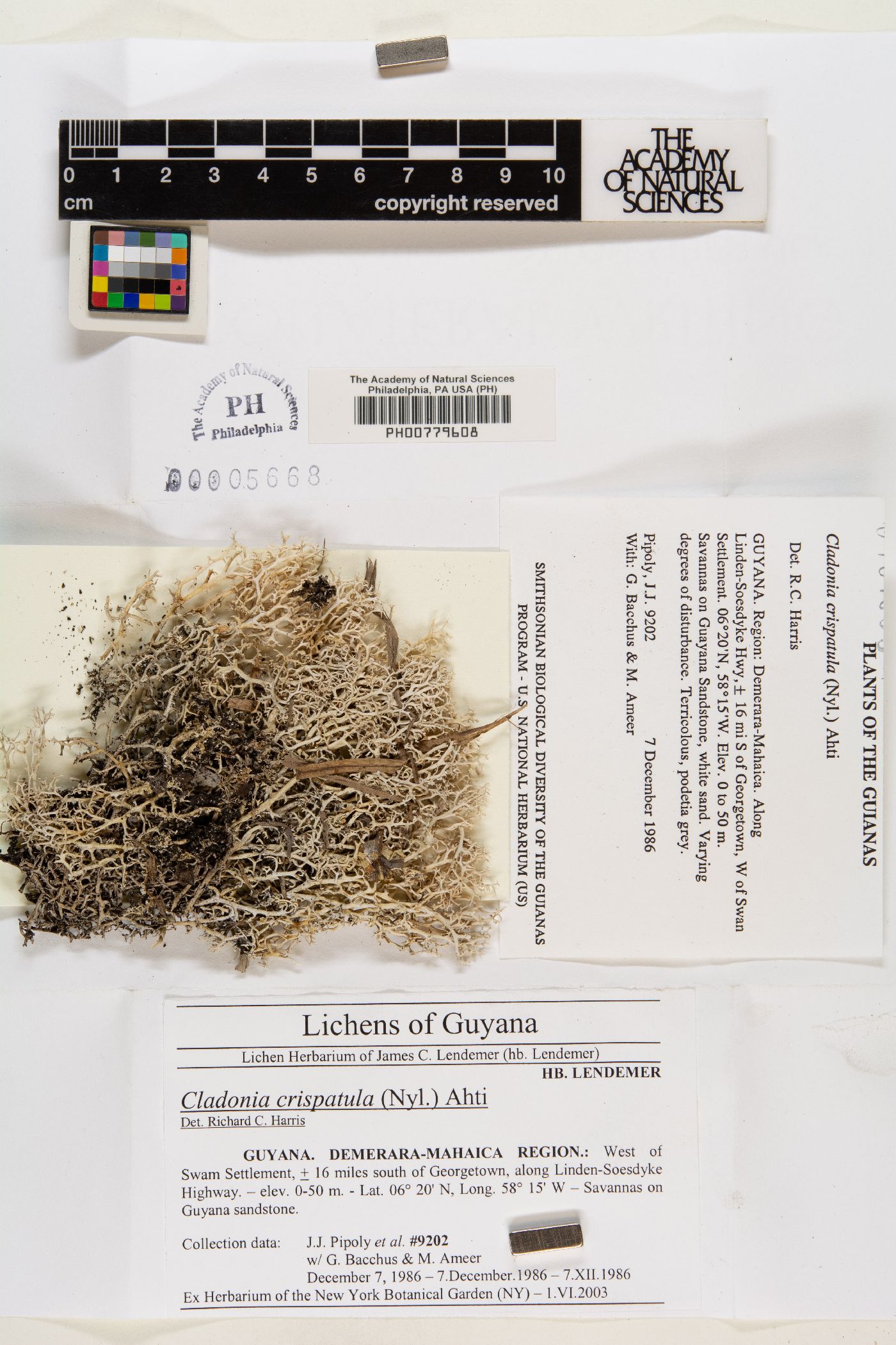 Cladonia crispatula image