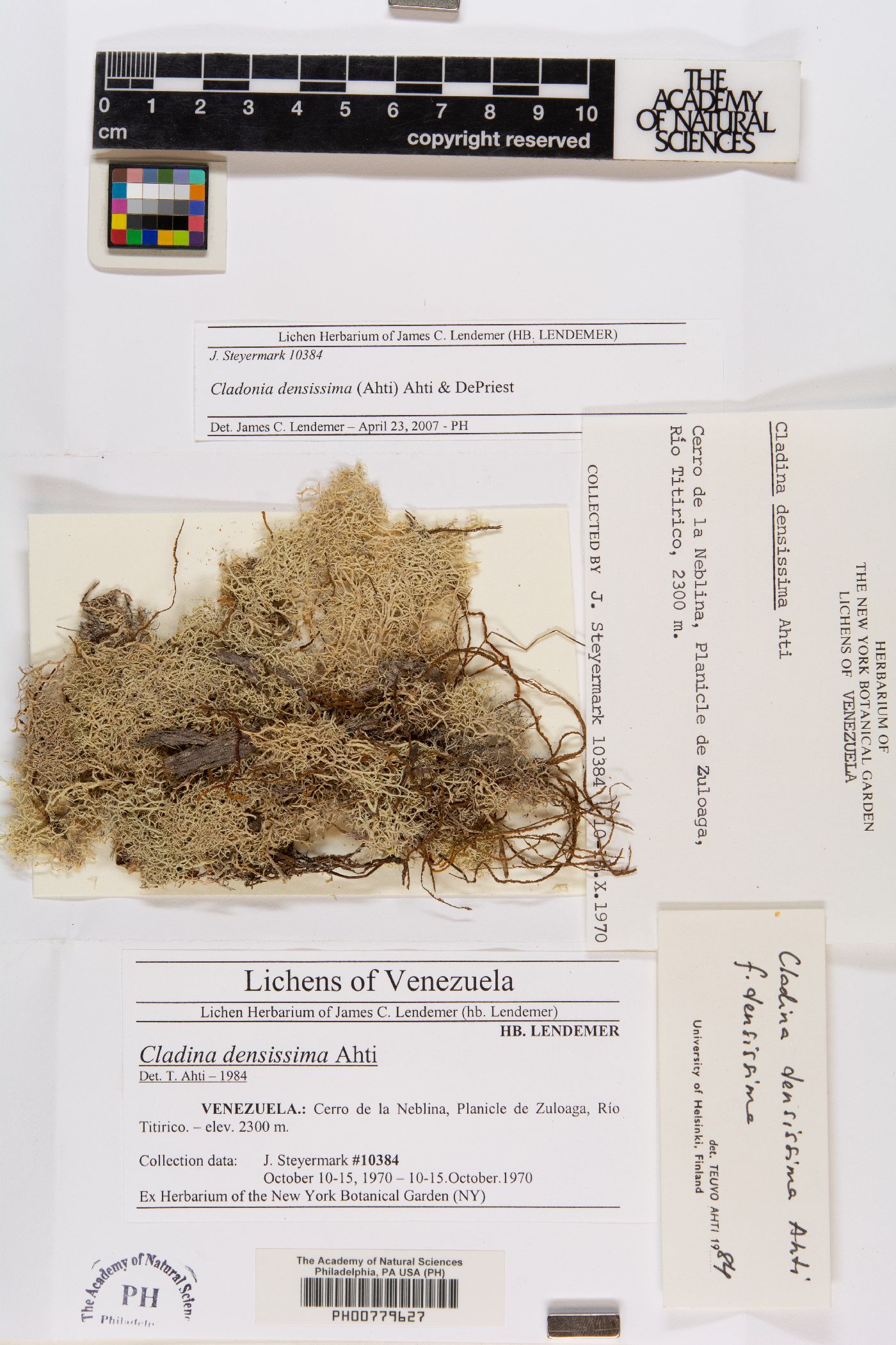 Cladonia densissima image