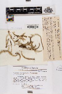 Cladonia macroceras image