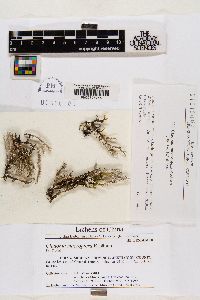 Cladonia macroptera image