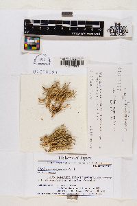 Cladonia nipponica image