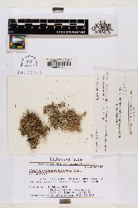 Cladonia pseudorangiformis image