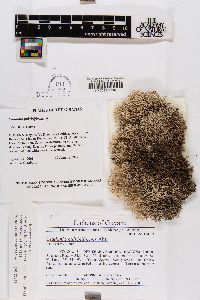 Cladonia pulviniformis image