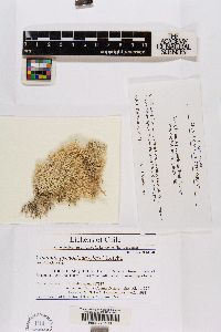 Cladonia pulvinella image