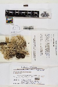 Cladonia subreticulata image
