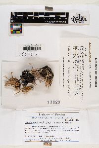 Vermilacinia combeoides image