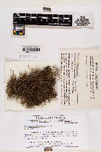 Oropogon fissuratus image
