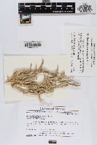 Roccella fimbriata image