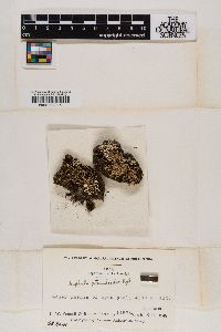 Siphula pteruloides image