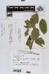 Strigula smaragdula image