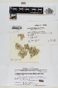 Xanthoparmelia microspora image