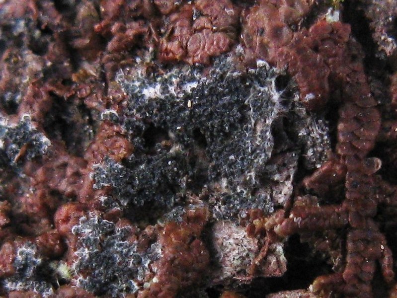 Moelleropsis nebulosa image