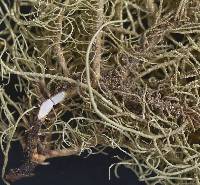 Usnea patriciana image