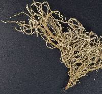 Image of Usnea brasiliensis