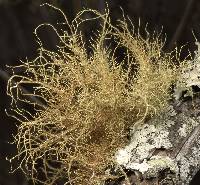 Usnea rubicunda image