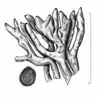Allocetraria madreporiformis image