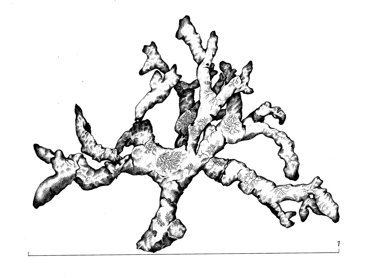 Brodoa intestiniformis image