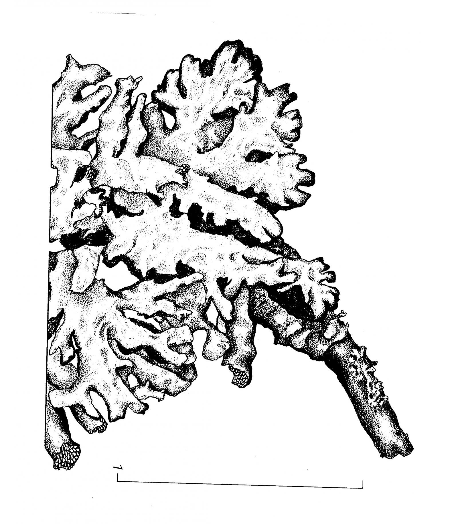 Hypogymnia physodes image