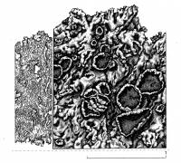 Arctoparmelia centrifuga image