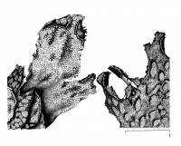 Peltigera scabrosa image