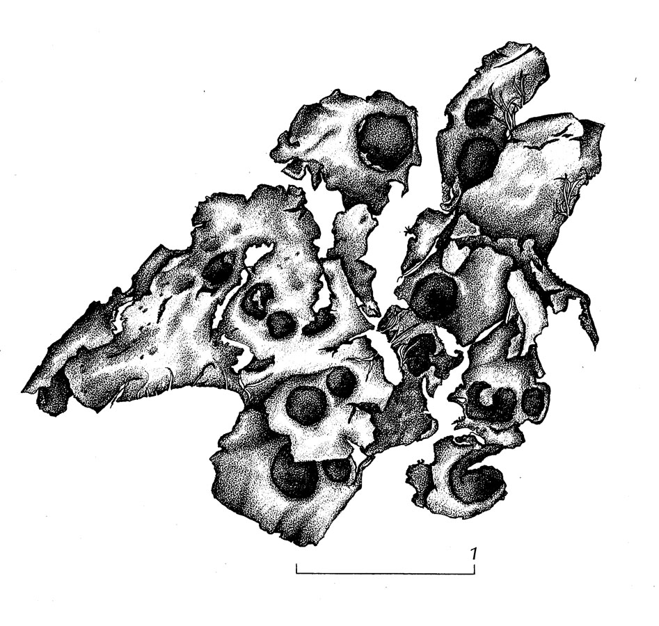 Solorina octospora image
