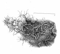 Anaptychia setifera image