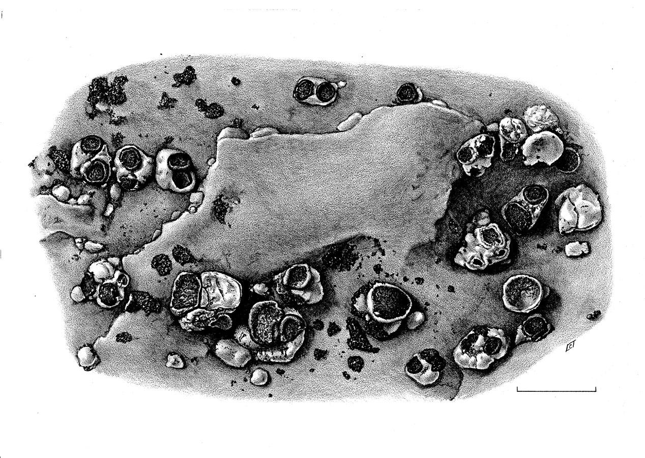 Rinodina notabilis image
