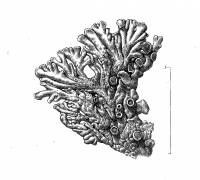 Image of Tingiopsidium elaeinum