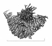 Tingiopsidium isidiatum image
