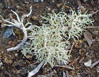 Image of Ramalina almquistii