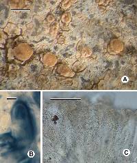 Image of Cliostomum longisporum