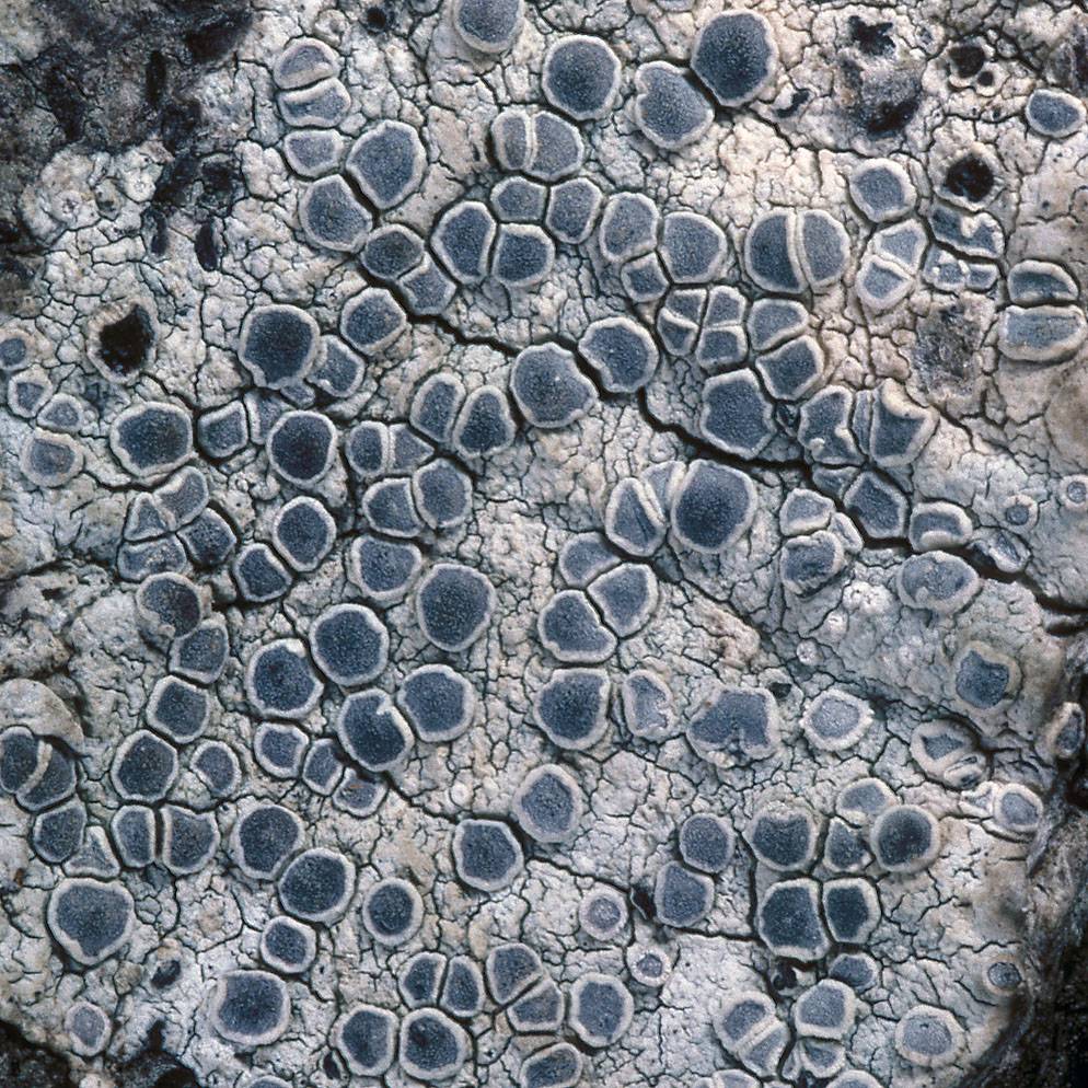 Sigridea californica image