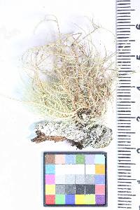 Usnea rubicunda image