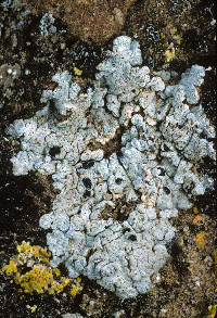 Acarospora nodulosa image