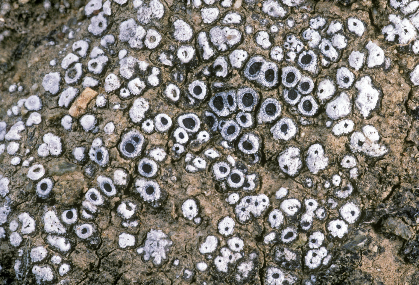 Acarospora thelococcoides image