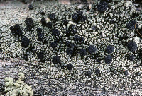 Image of Cyphelium inquinans