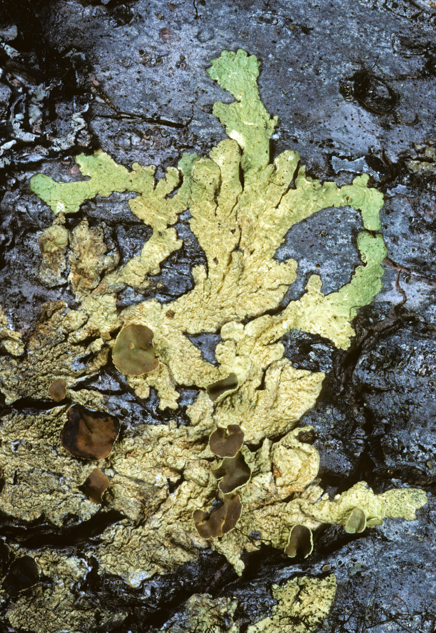 Cetraria sphaerosporella image