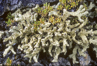 Image of Allocetraria madreporiformis